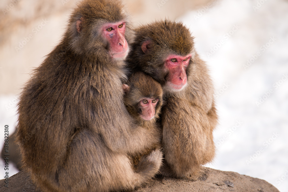 three snow monkeys huddled together Family three snow monkeys huddled together Family
