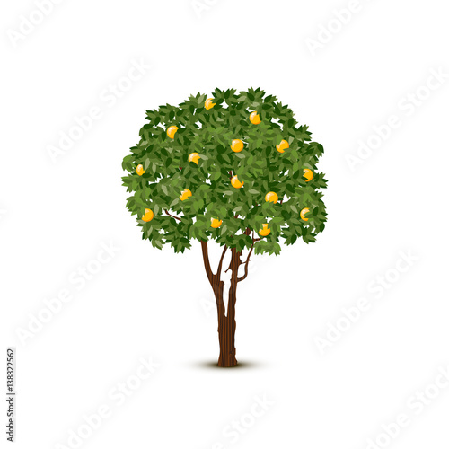 Vector orange tree on white background