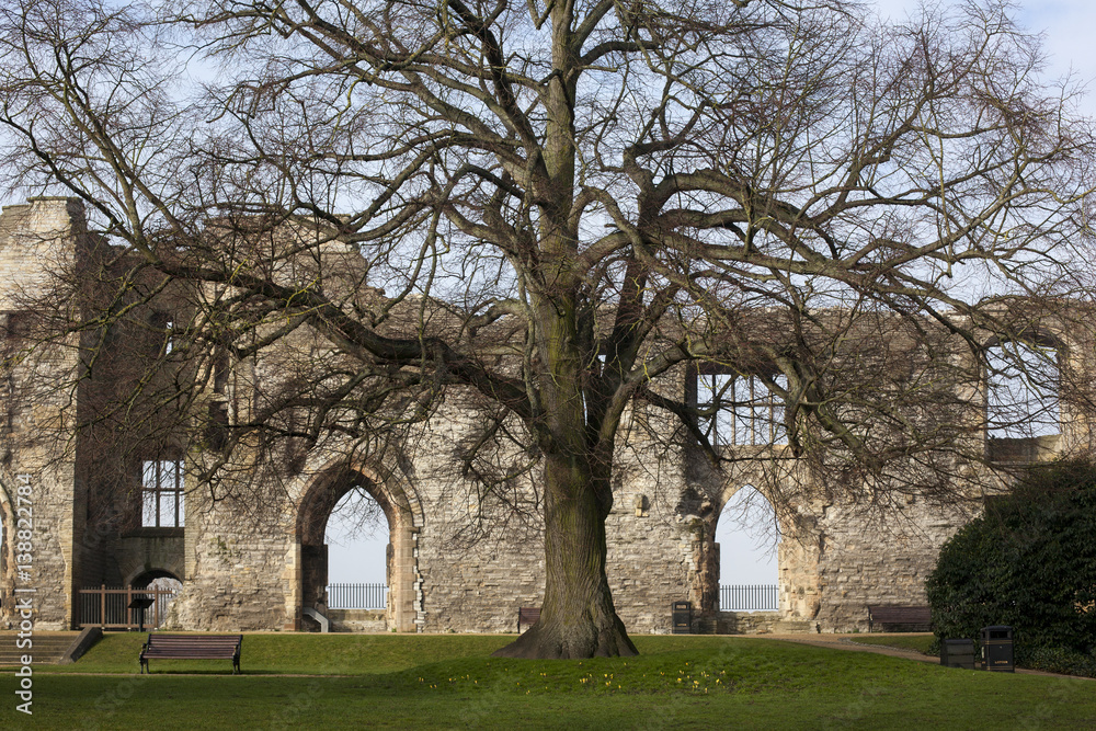 Tree in the Keep Newark Castle Nottinghamshire