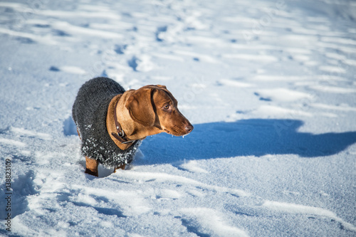 Fototapeta Naklejka Na Ścianę i Meble -  A beautiful brown dachshund dog with a knitted sweater walking in the snow