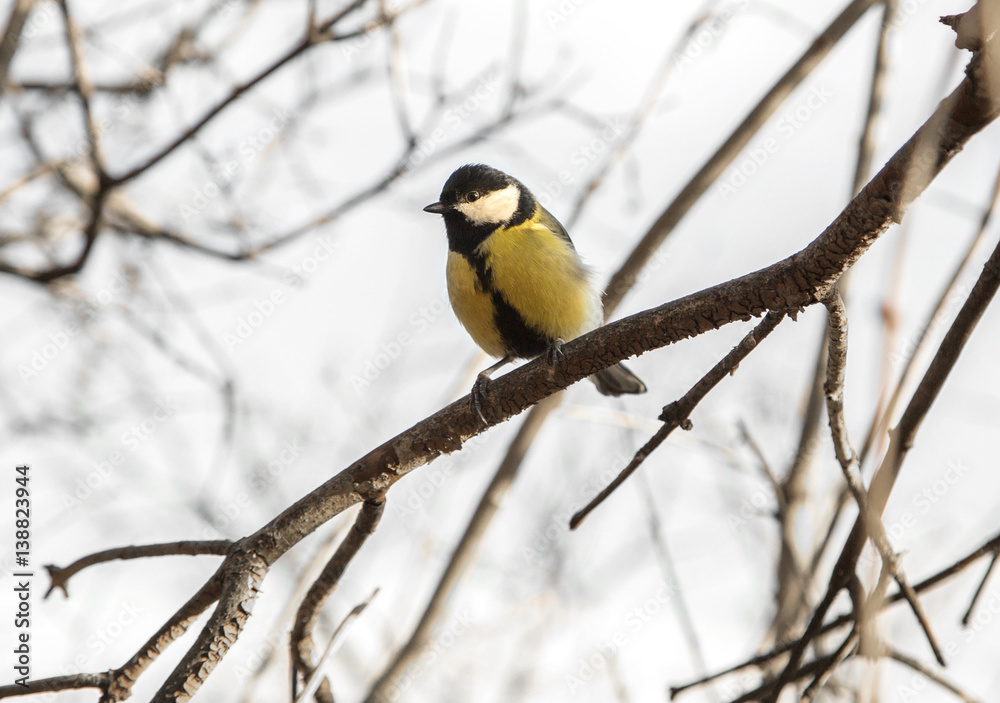 cute chickadee sitting on a branch in spring cute chickadee sitting on a branch in spring