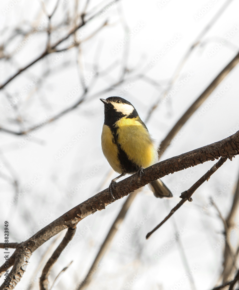 cute chickadee sitting on a branch in spring cute chickadee sitting on a branch in spring
