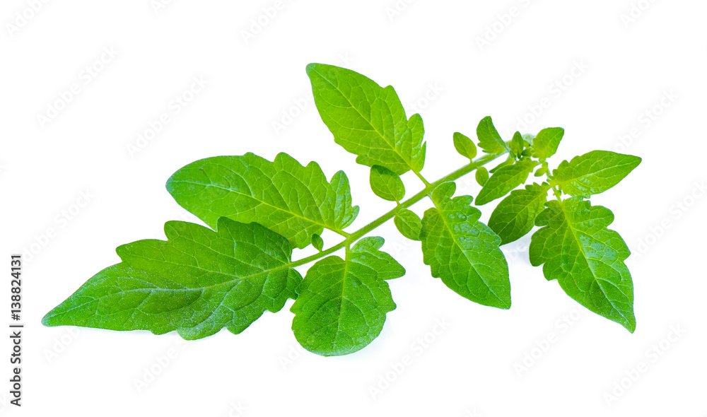 Tomato leaf closeup isolated on white