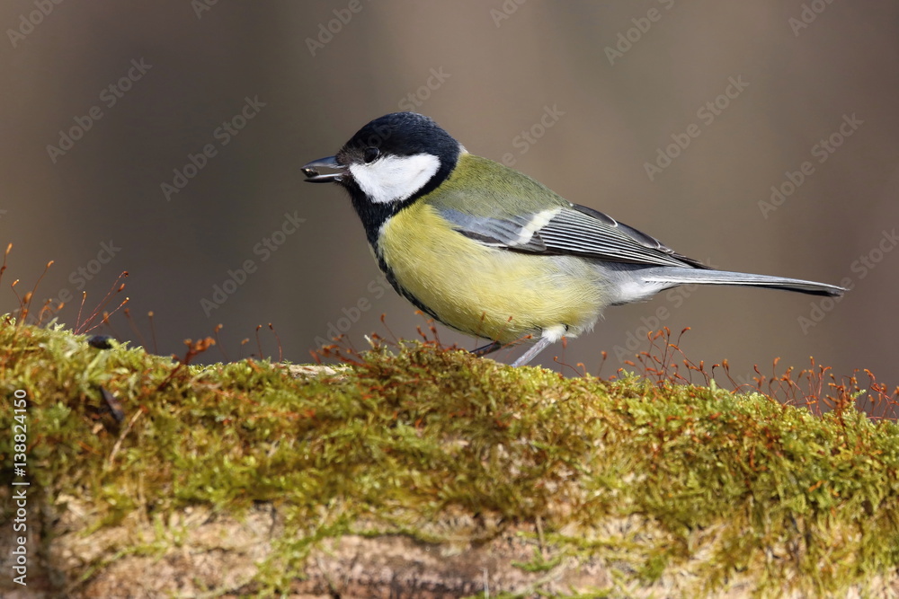 Obraz premium Parus major, Blue tit . Wildlife landscape, titmouse sitting on a branch moss-grown.. Europe, country Slovakia.