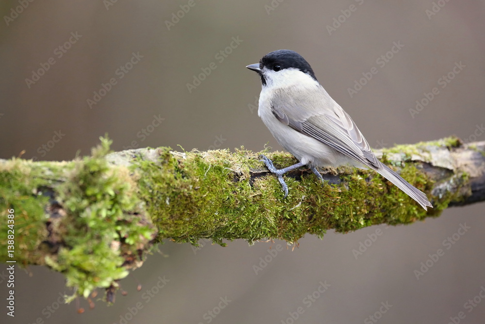 Obraz premium Parus major, Blue tit . Wildlife landscape, titmouse sitting on a branch moss-grown.. Europe, country Slovakia.