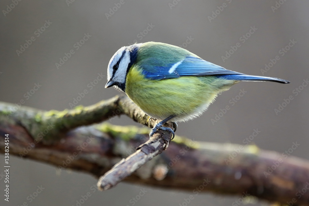 Obraz premium Parus major, Blue tit . Wildlife landscape, titmouse sitting on a branch moss-grown.. Europe, country Slovakia.