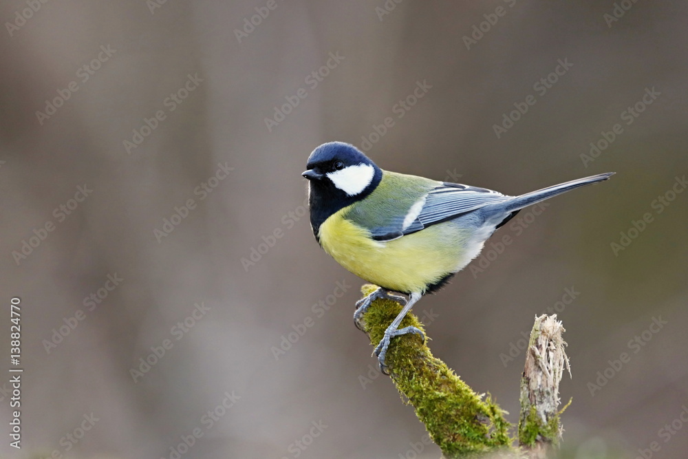 Parus major, Blue tit . Wildlife landscape, titmouse sitting on a branch moss-grown.. Europe, country Slovakia. Parus major, Blue tit . Wildlife landscape, titmouse sitting on a branch moss-grown.. Europe, country Slovakia.