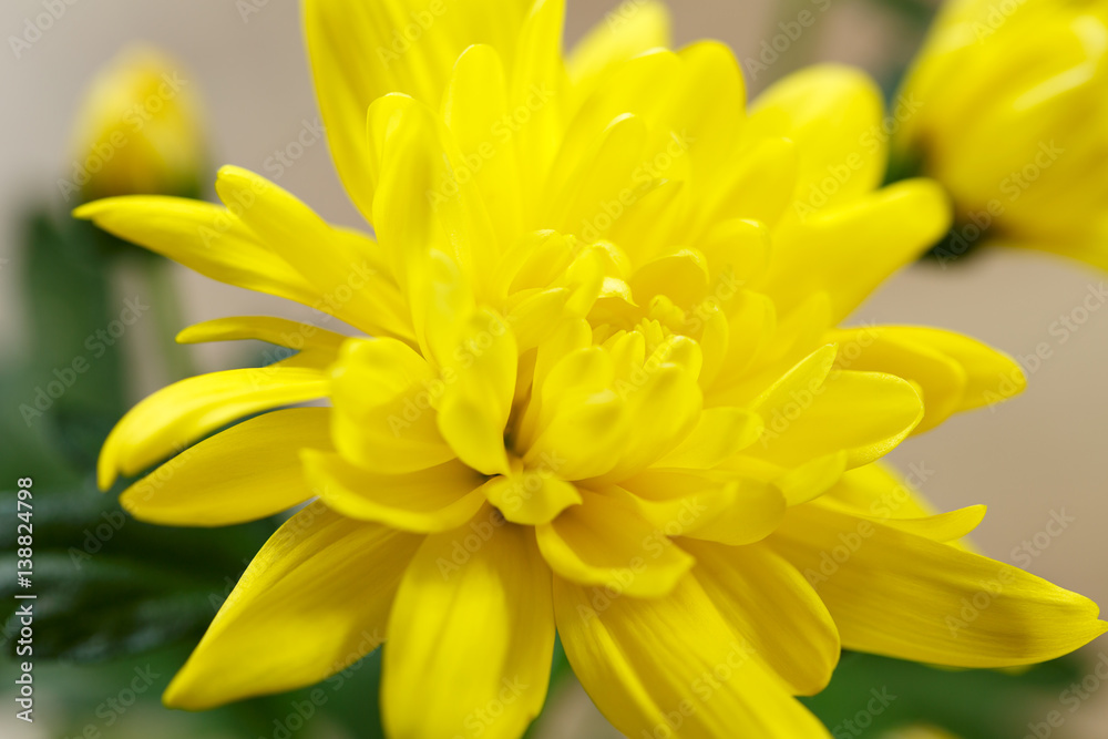 The flower of yellow chrysanthemums close-up The flower of yellow chrysanthemums close-up