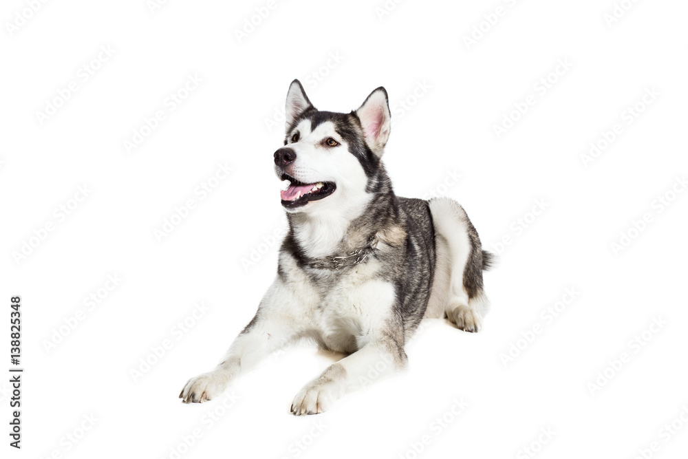 Alaskan Malamute lying on the floor, sticking the tongue out, isolated on white