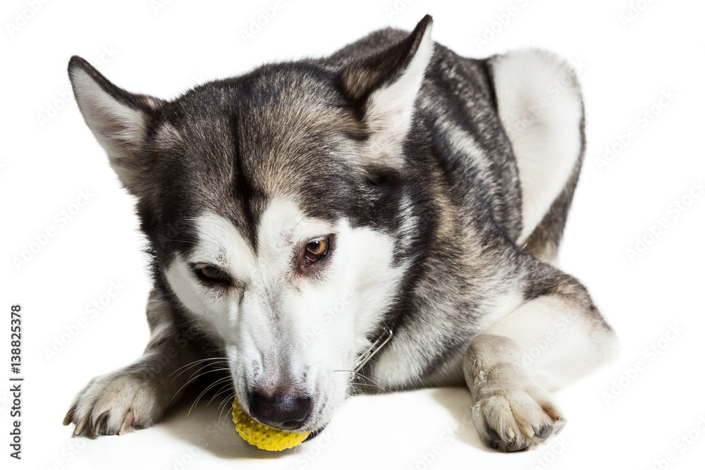 Alaskan Malamute lying on the floor with a toy, isolated on white