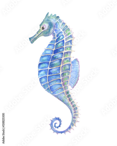 Watercolor seahorse, aquarelle illustration.
