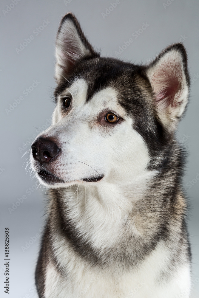 Portrait of siberian husky on gray background Portrait of siberian husky on gray background
