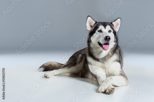 Alaskan Malamute lying on the floor, sticking the tongue out, on gray background