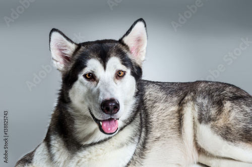 Alaskan Malamute lying and looking at the camera  sticking the tongue out  on gray background