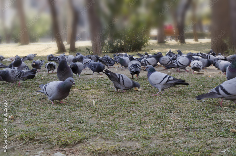 birds pigeon birds pigeon
