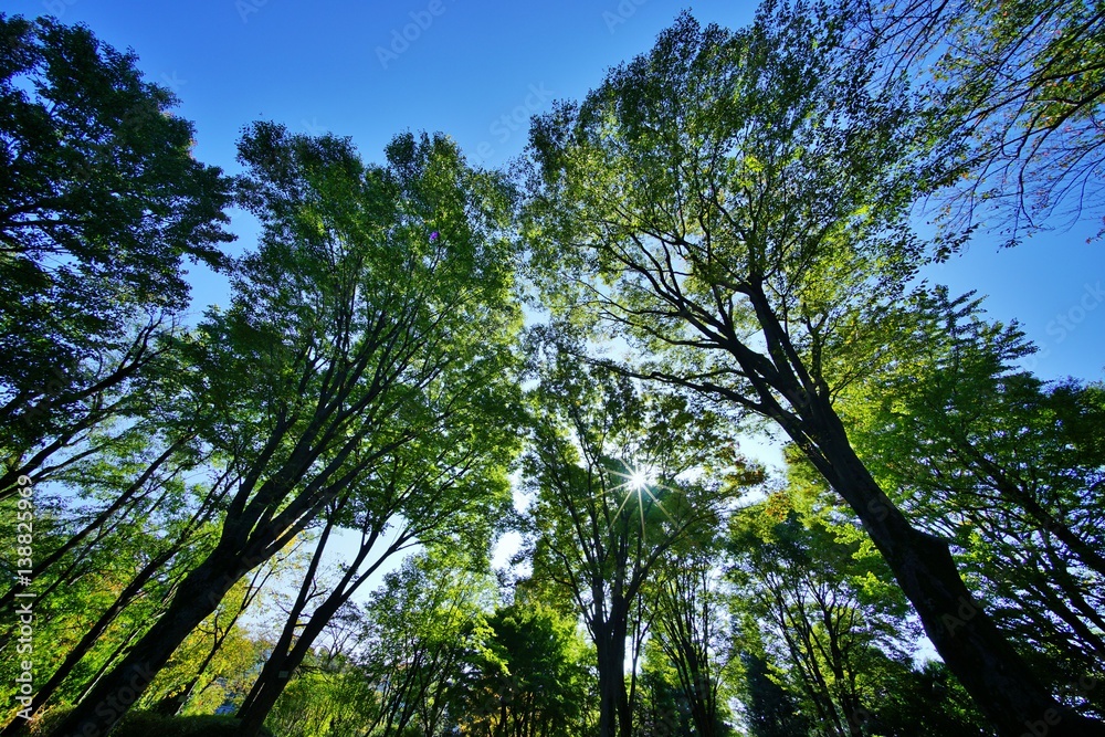 Fototapeta premium ケヤキ
