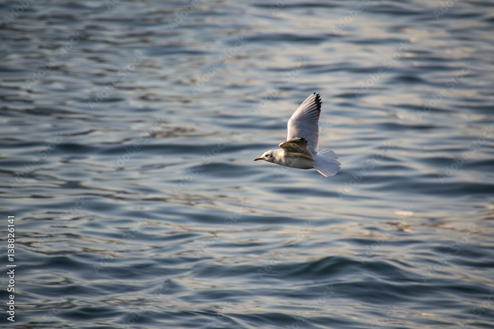Seagull flying over the sea Seagull flying over the sea