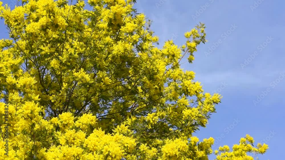 Yellow blooming of mimosa tree in spring. Blue sky as a background. Yellow blooming of mimosa tree in spring. Blue sky as a background.