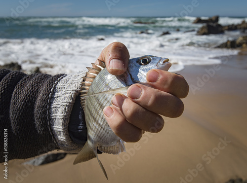 Fish almograve portugal photo