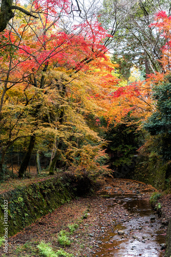 Small stream river in colorful autumn forest.