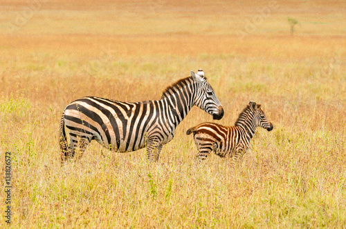 Baby zebra with it s mother  savanna  Africa  family love