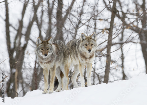 Coyotes walking in the winter snow © Jim Cumming