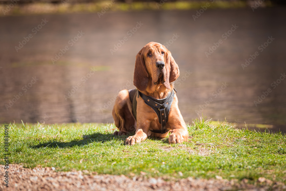 Bloodhound harness cheap