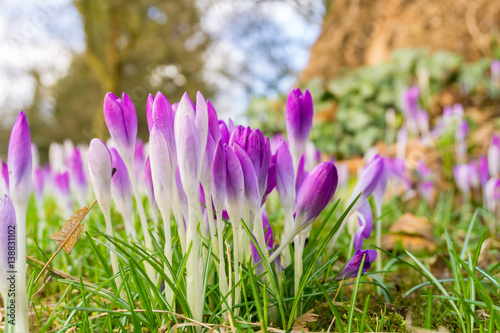 Fototapeta Naklejka Na Ścianę i Meble -  Krokusse im Frühling