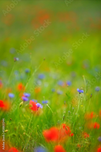 Wildflower Meadow full of Poppies and Cornflowers, selective focus