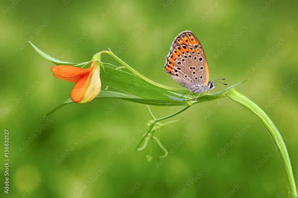 Obraz premium Butterfly - Stock Image