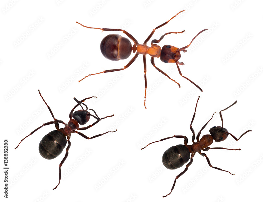 three isolated brown forest ants three isolated brown forest ants