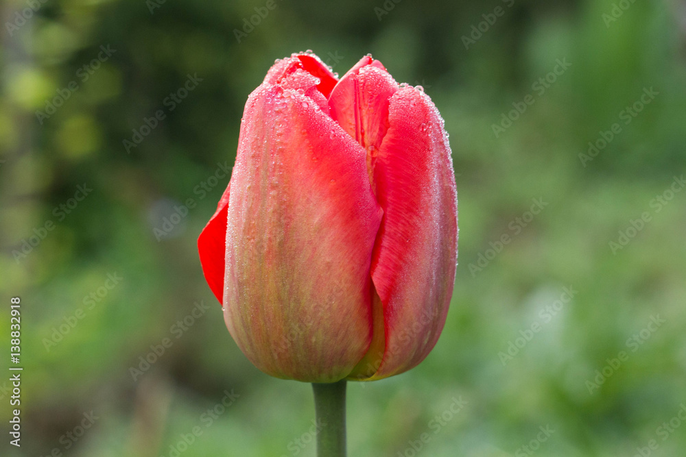 One Beautiful Tulip in the Morning Dew. Spring. Flower. One Beautiful Tulip in the Morning Dew. Spring. Flower.
