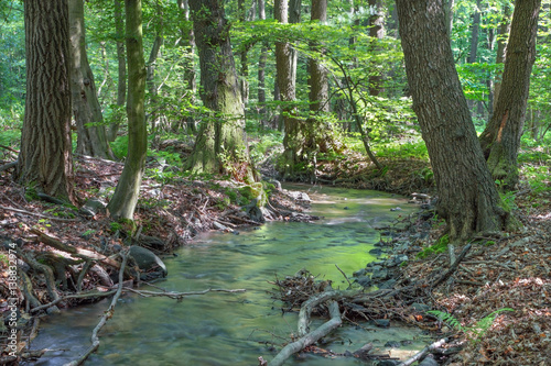 Fototapeta Naklejka Na Ścianę i Meble -  Th creek in forest of Little Carpathian - Slovakia