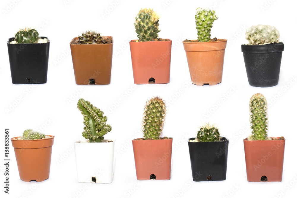 Close up of group cactus in pot on white background