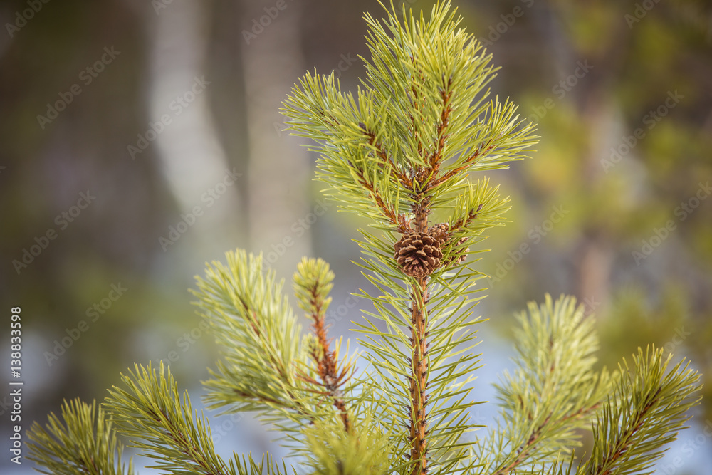 A beautiful pine cone in a natural habitat A beautiful pine cone in a natural habitat