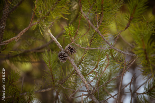 A beautiful pine cone in a natural habitat © dachux21