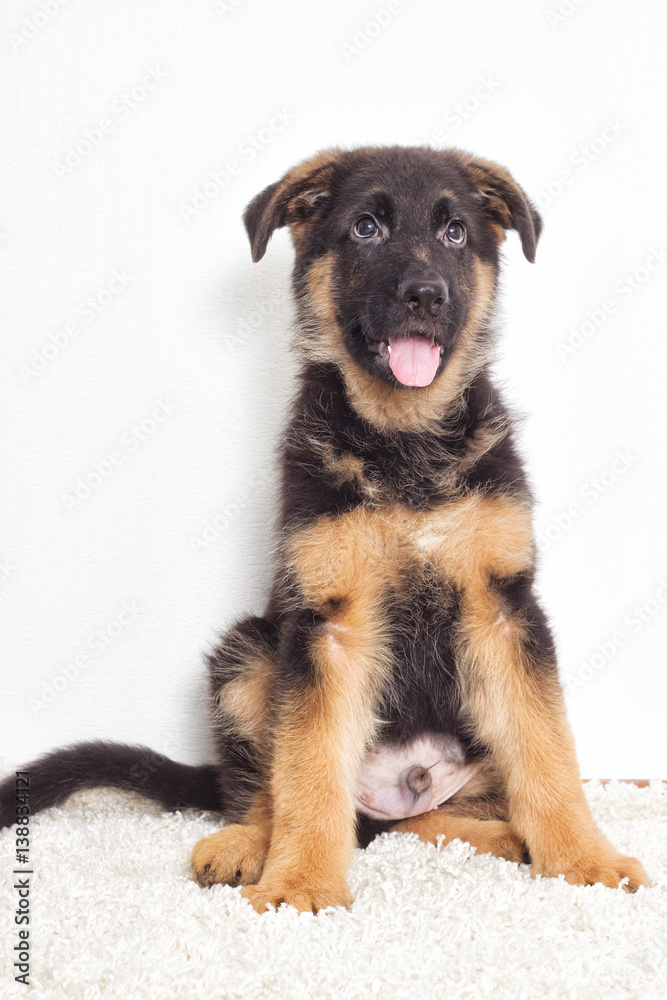 Shepherd puppy on a fluffy carpet
