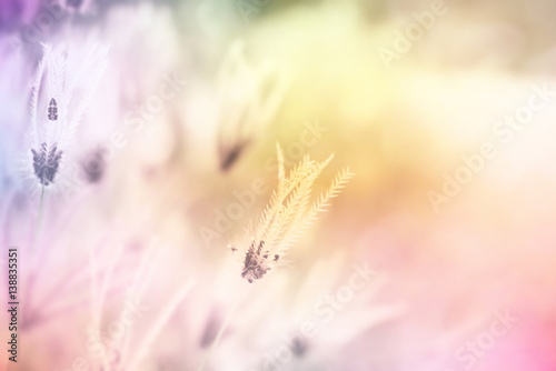 soft background of grass flower in color filters pastel tone 