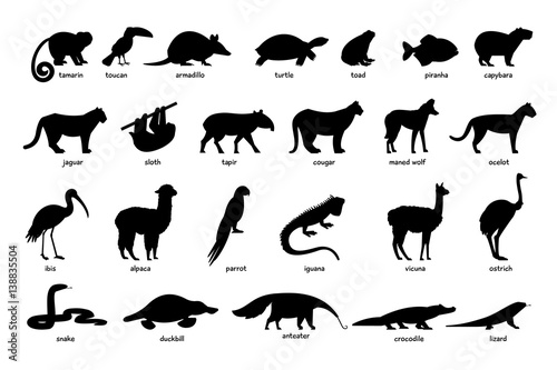 Large set of silhouettes of animals of South America