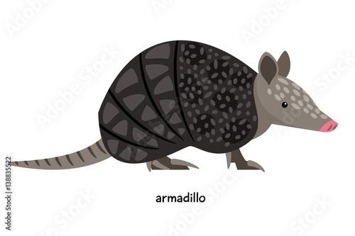 Armadillo - unique animal in the shell photo