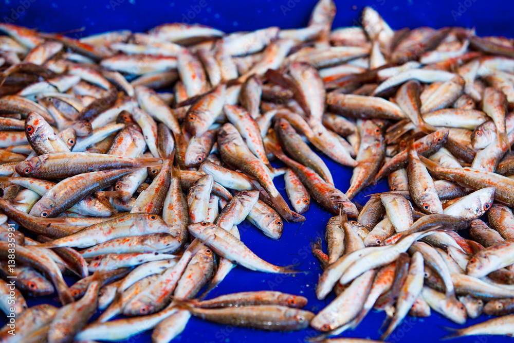 Fresh fish for sale on fish market. Red mullets. Mullus barbatus
