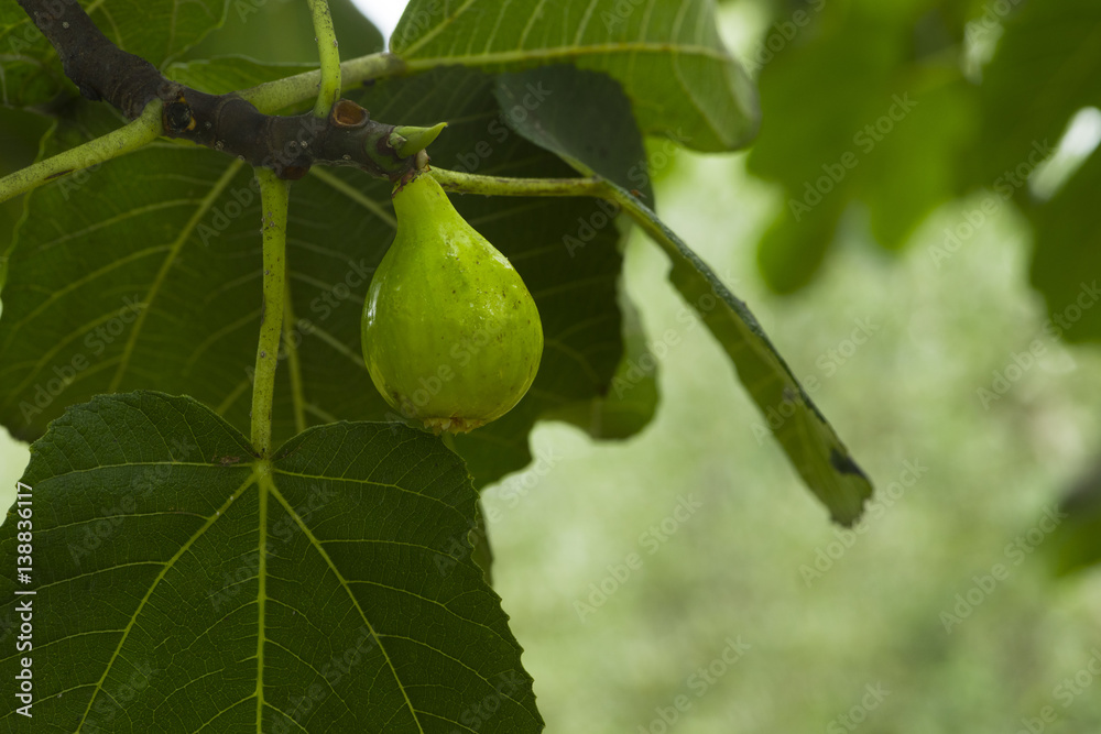 Fig tree, Lucca, Tuscany , Italy Fig tree, Lucca, Tuscany , Italy