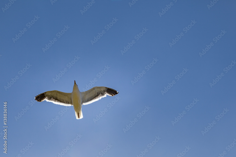 Obraz premium seagull flying under blue sky