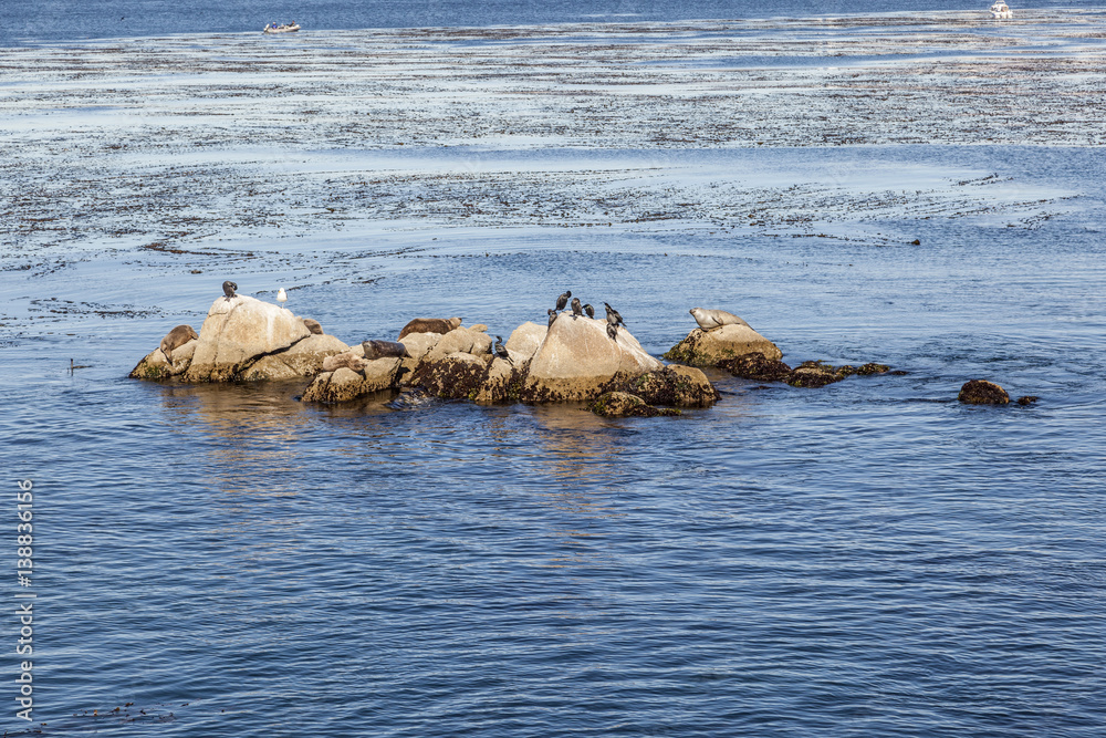 sea Lions, cormorants and other birds relax at a rock in the ocean