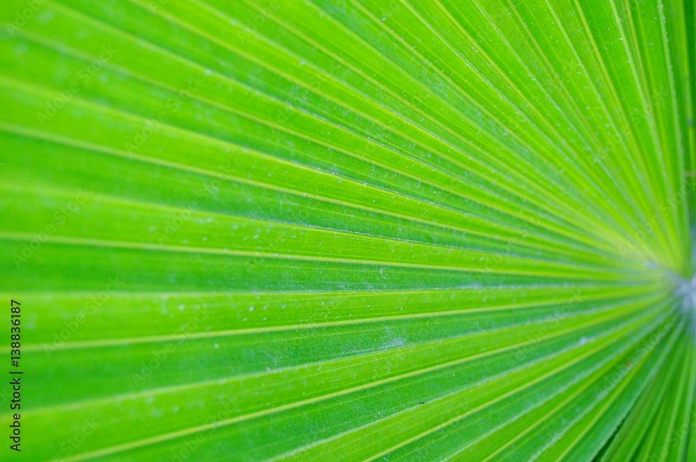 Obraz premium Palm green leaves