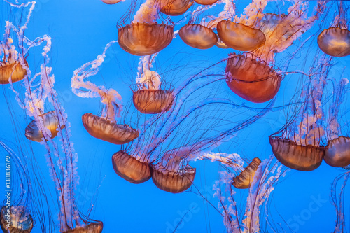 jelly fish in the blue sea