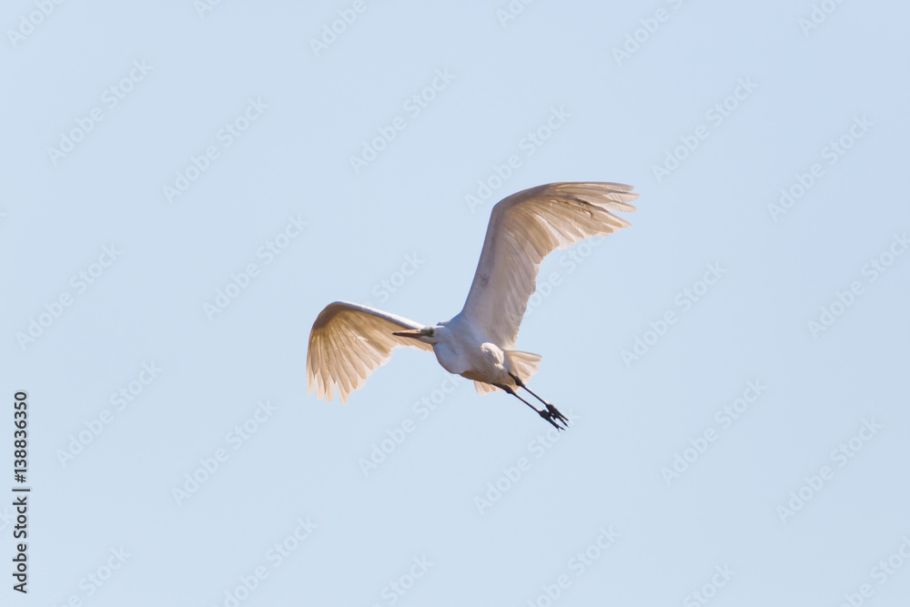 Obraz premium great white egret (Egretta alba) during flight in blue sky