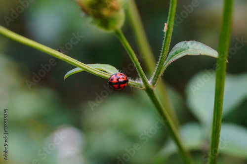 The beetle crawls on the foliage of the plant © feng67
