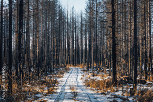 Forest ravaged by fire at Hälleskogsbrännan in Sweden © Magnus