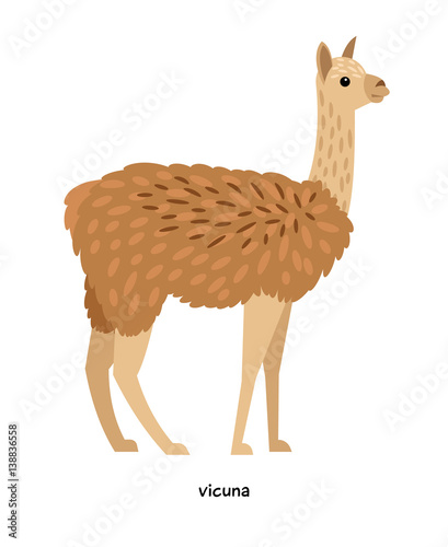 Vicuna - relative of camels and wild lamas